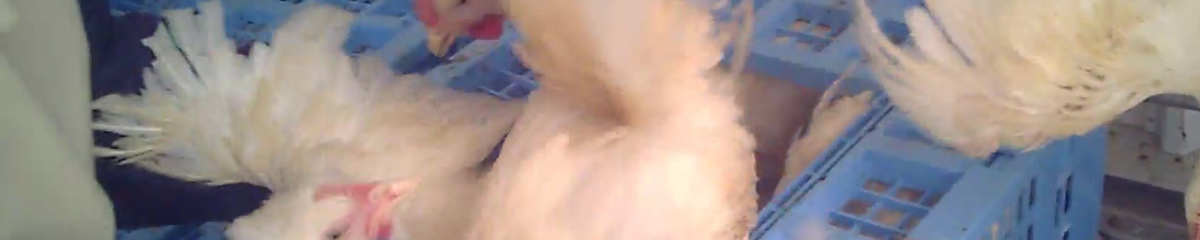 産業動物：と畜前の意識喪失の義務化