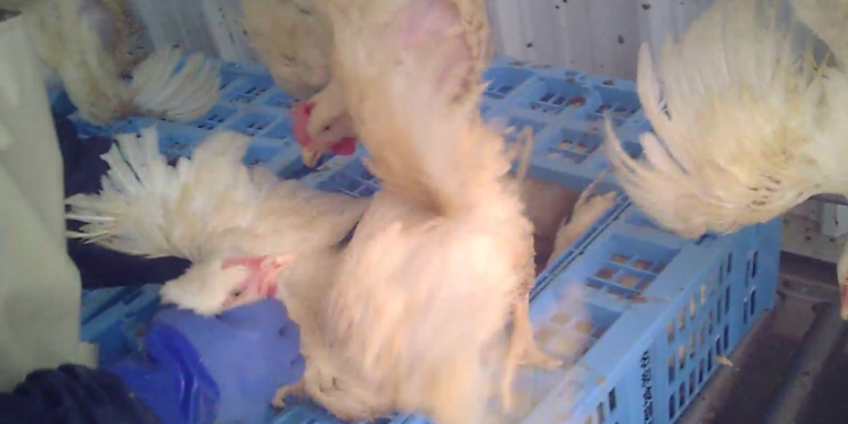 産業動物：と畜前の意識喪失の義務化